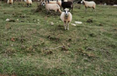 Villa Niko PET FRIENDLY 200 M FROM HIDDEN SANDY BEACH pets stays for free - Photo 45