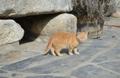 Cal Pascual Turisme Rural - Foto 54