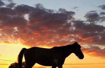 Folwark Malinowy Chruśniak - Foto 49
