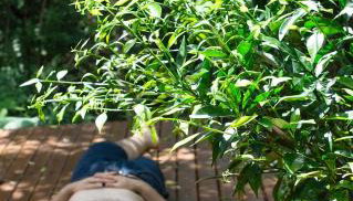 Alugo minha casa na floresta! - Foto 3