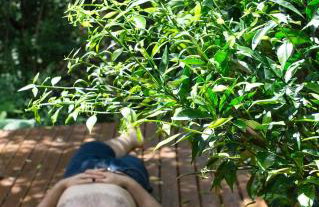 Alugo minha casa na floresta! - Foto 3