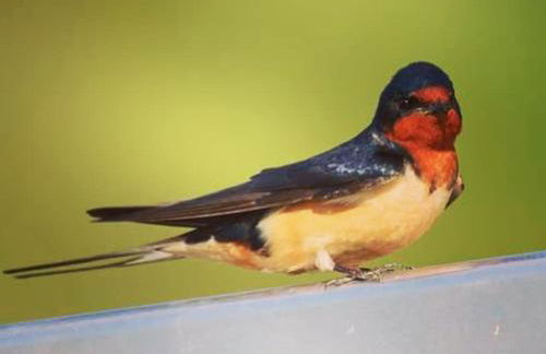 The Swallows Rest, Avebury - Foto 64