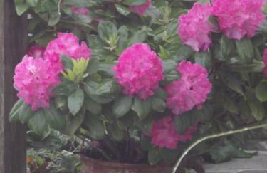 Vera's Traditional House - Foto 38