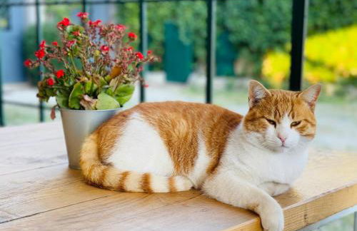 Agriturismo La Terrazza su Farfa - Foto 5