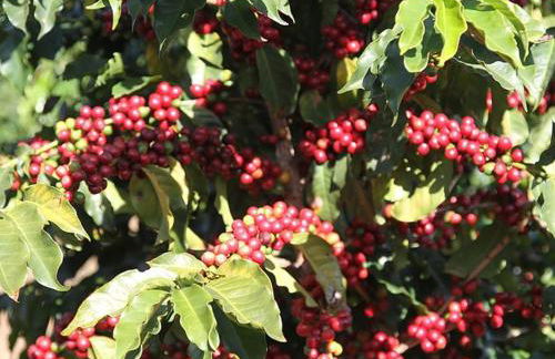 Hotel Fazenda Menino da Porteira - Foto 41