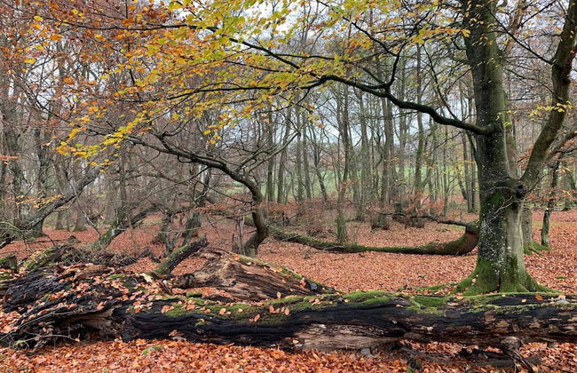 6 Person Holiday Home in Blentarp-by Traum - Foto 13