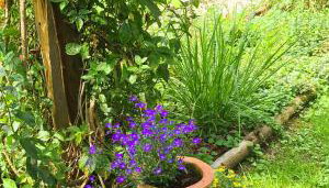 Miętowy Anioł - Foto 2