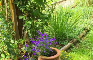 Miętowy Anioł - Foto 2