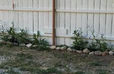 Historic Adobe - Foto 24