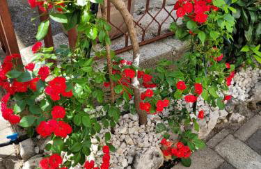 Ljubica Apartman - Photo 27