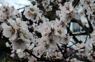 The Castle of Dreams - Foto 56