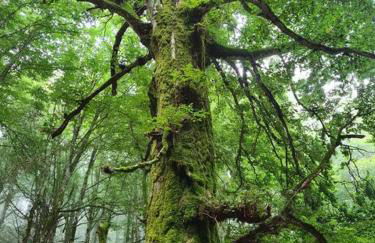 LA CASETTA - Mon Petit Chalet - Foto 49