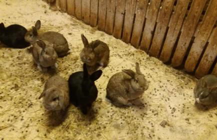 Bauernhof Süßhof - Foto 56