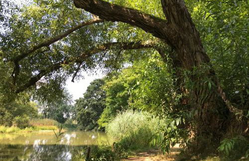 Ferienwohnung "Altes Schloss Wilhelmsfeld" - Foto 21