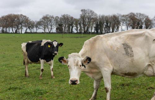 Casa A Curiscada - Foto 39