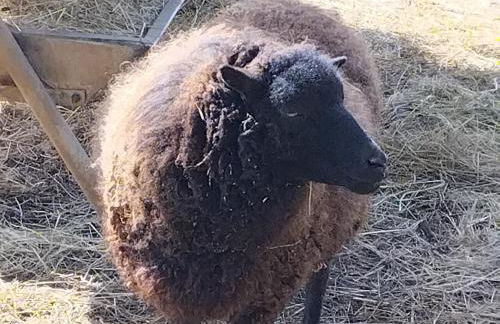 Belle Quercynoise piscine jacuzzi partagés - Foto 42