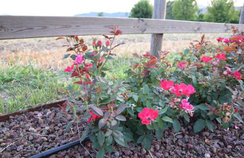 GINEVRA'S COUNTRY HOME - Foto 22