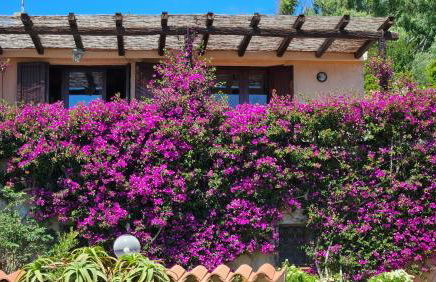 LA TERRAZZA SUL MARE - panoramic cottage overlooking sea and Caprera island in a quiet residential area - 150 mt from the sea - Photo 4