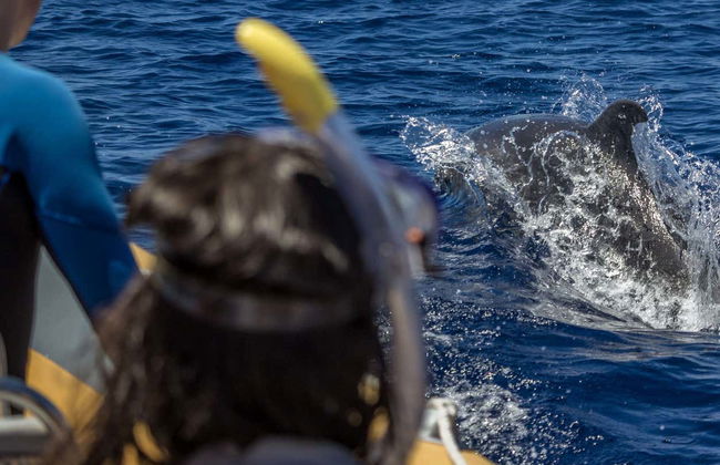 Swimming with Dolphins in Vila Franca do Campo - Photo 4