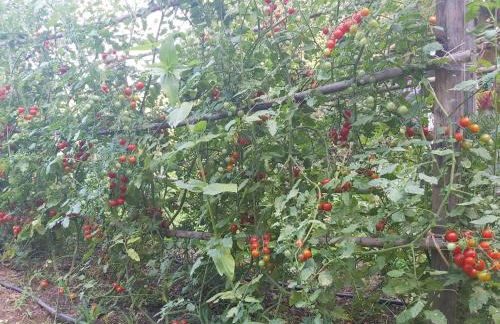 The Strawhouse under the mountain - Foto 42