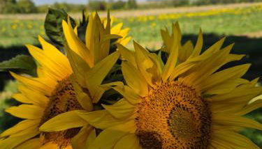 Ferienwohnung Sonnenschein Familie Hamdorf - Foto 5