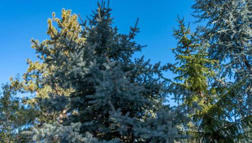 Bluebird Day - Treetop Studio - Foto 3