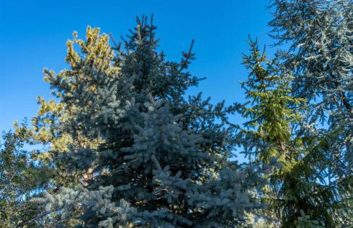 Bluebird Day - Treetop Studio - Foto 3