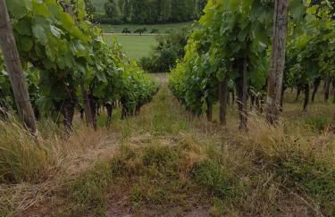 Ferienwohnung Vogelsang - Foto 12