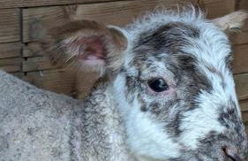 Cosy Arnaya Domaine et Grande Piscine - 1 hectare - Foto 36