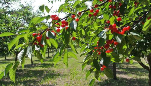 Alloggio Cantalupo - Foto 3