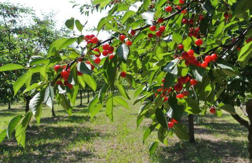 Alloggio Cantalupo - Foto 3