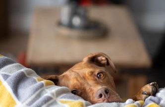 Farways Den - Foto 20