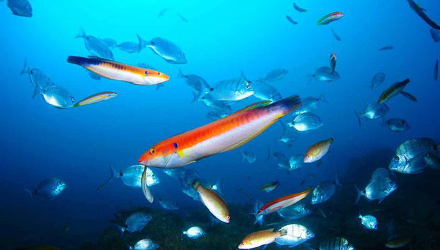 Berlenga Grande Snorkeling - Foto 2