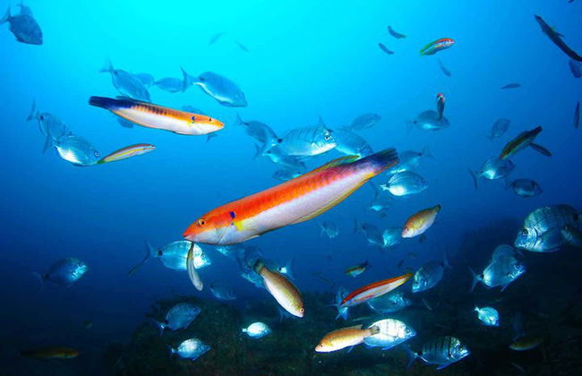 Snorkel en Berlenga Grande - Foto 2