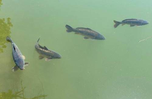 Sunridge Fishing Lodge with Hot Tub & Giant Cinema - Foto 73