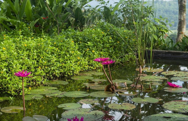 08 Acre Private Tea Estate Close To Galle - Photo 31