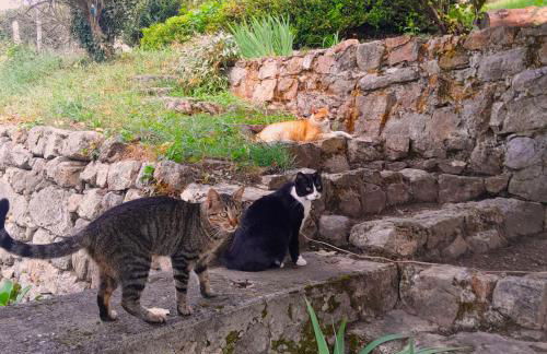 GITE ASINA chez GITE QUE CANTA - Photo 11