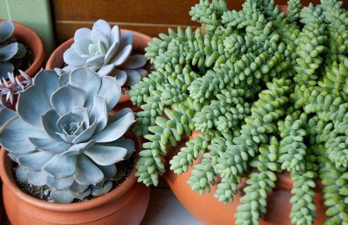 Alugo minha casa na floresta! - Foto 41