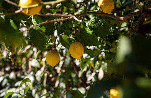 Casa Vacanze Oleandri - Photo 36