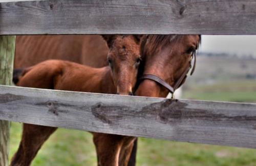 The Farm at Fox Hollow - Foto 9