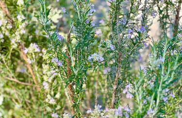 Casa da nascente douro - Foto 40
