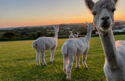 WildView Cosy Glamping with Outdoor Bath and stunning scenery - Foto 28