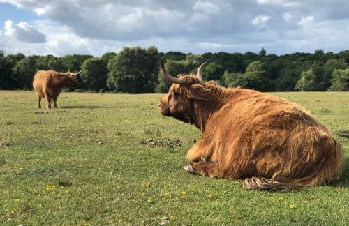 Cosy & Central Brockenhurst Flat, 2BR - Foto 24