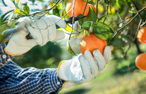 Azienda Agrituristica Il Pago - Foto 39
