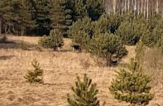 sosnowelowe - Foto 49