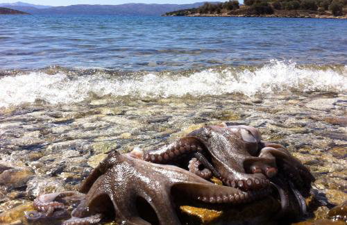 Sea Front Studio - Porto Buffalo - Evia - Foto 21