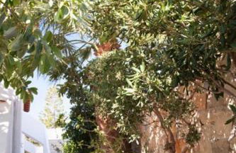 Villa Castello - Foto 30