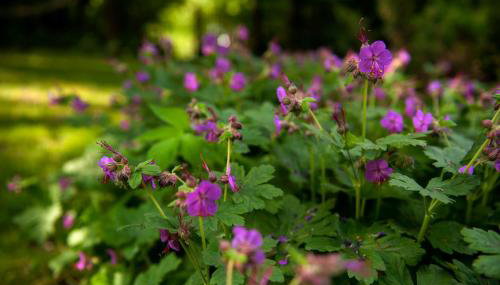 'chata usÓwek' - Foto 2