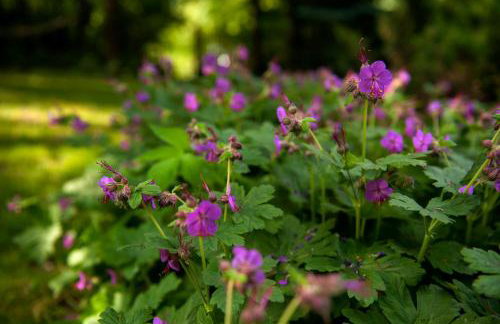 'chata usÓwek' - Foto 2