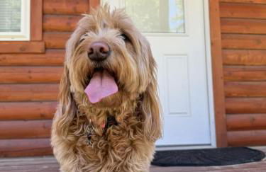 Lost Horse Lodge Double Queen Cabin 19 - PetsOK - Foto 6